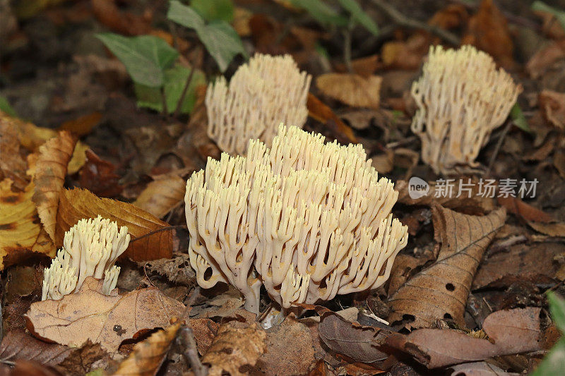 Clavaire dressée - Upright Coral Fungus (Ramaria stricta).